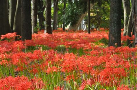 紅蓮華 彼岸花|秋の訪れを告げる紅蓮の花〜京都府の彼岸花スポット〜／CO